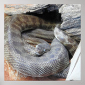 Stimson-Python Poster (Vorne)