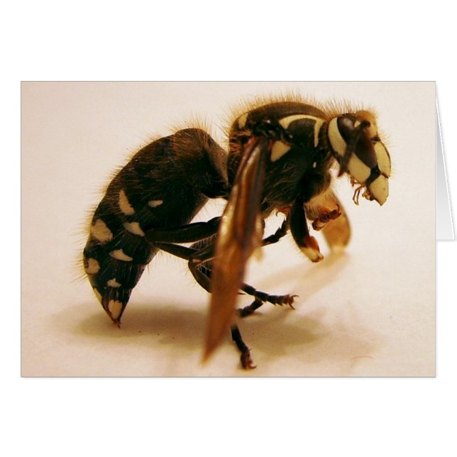 Stinger 16 (Vorderseite (Horizontal))