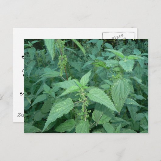 Stinging Nettles Postkarte (Vorne/Hinten)