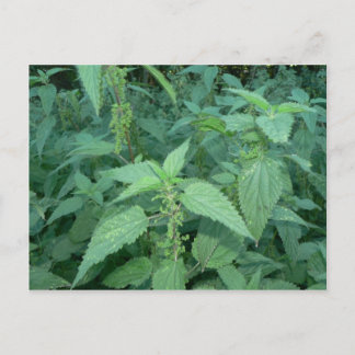 Stinging Nettles Postkarte