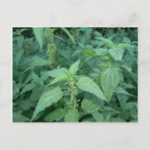 Stinging Nettles Postkarte (Vorderseite)