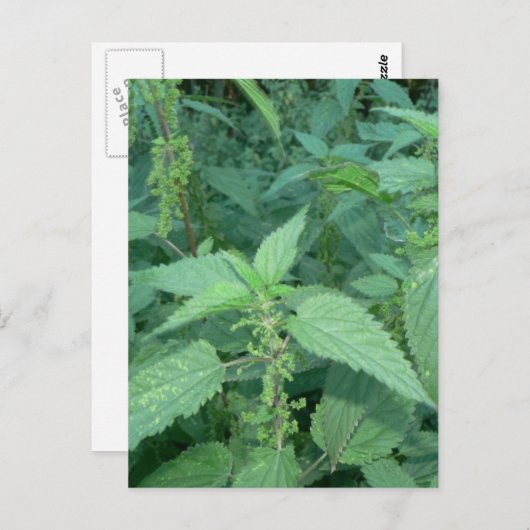 Stinging Nettles Postkarte (Vorne/Hinten)