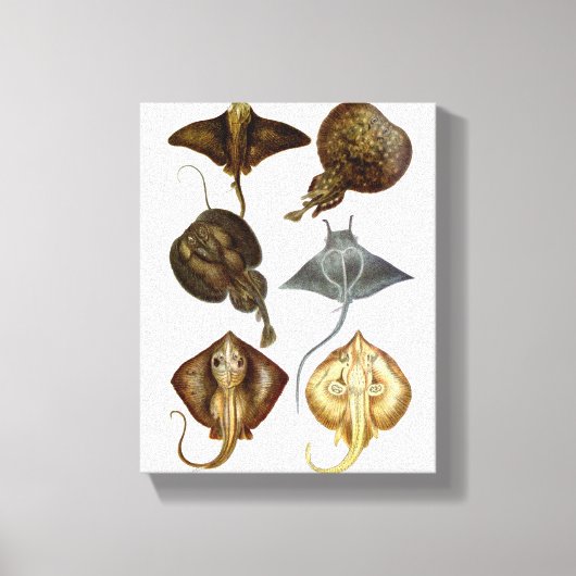 Stingray #4 Wrapped Canvas Wall Decke Leinwanddruck (Vorderseite)