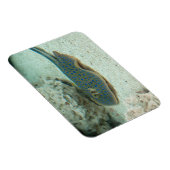 Stingray Blue Magnet (Rechte Seite)