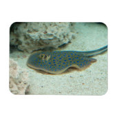 Stingray Blue Magnet (Horizontal)