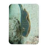 Stingray Blue Magnet (Vertikal)