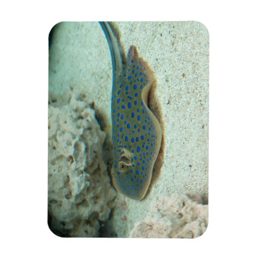 Stingray Blue Magnet (Vertikal)