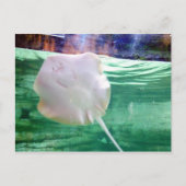 Stingray 'Face', Dubai Postkarte (Vorderseite)