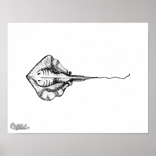 Stingray Illustration Poster (Vorne)