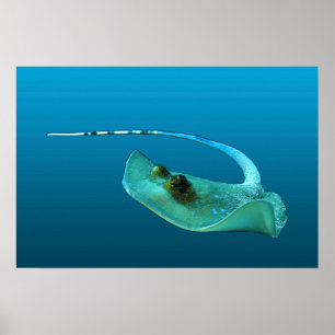 Stingray in Bewegung! Gradient-blauer Hintergrund Poster