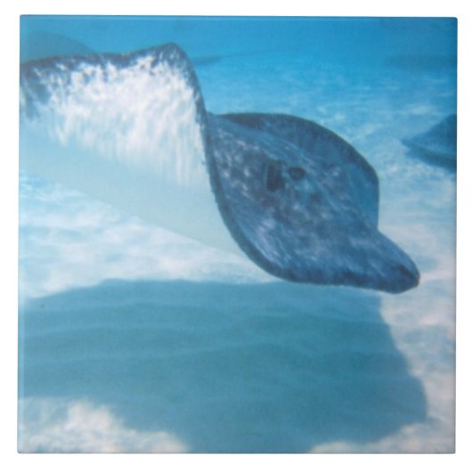 Stingray in den Karibischen Meeren Fliese (Vorderseite)