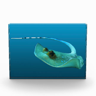 Stingray in motion! Gradient blue background |  Fotoblock