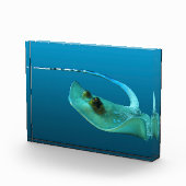 Stingray in motion! Gradient blue background |  Fotoblock (Rechts)