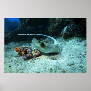 Stingray in move - Foto aufgenommen im Coral Trian Poster