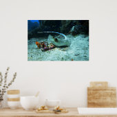 Stingray in move - Foto aufgenommen im Coral Trian Poster (Küche)