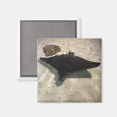 Stingray Magnet (Vorderseite/Rückseite)