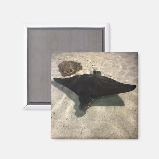 Stingray Magnet (Vorderseite/Rückseite)