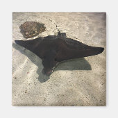 Stingray Magnet (Vorne)