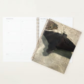 Stingray Planer (Anzeige)