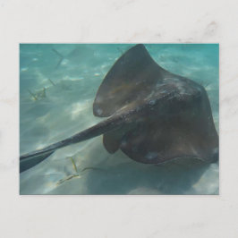 STINGRAY POSTCARD POSTKARTE