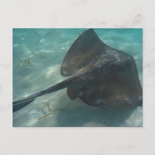 STINGRAY POSTCARD POSTKARTE (Vorderseite)