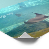 Stingray Poster (Ecke)