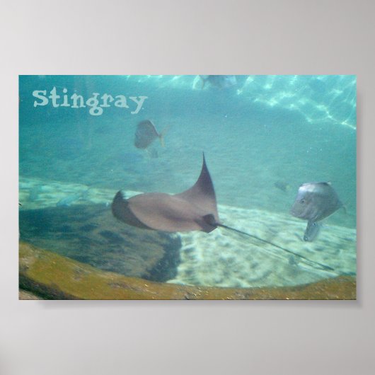 Stingray Poster (Vorne)