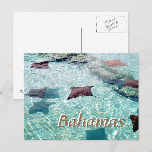 Stingray Postkarte (Vorne/Hinten)