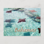 Stingray Postkarte (Vorderseite)