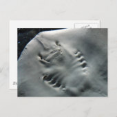 Stingray Postkarte (Vorne/Hinten)