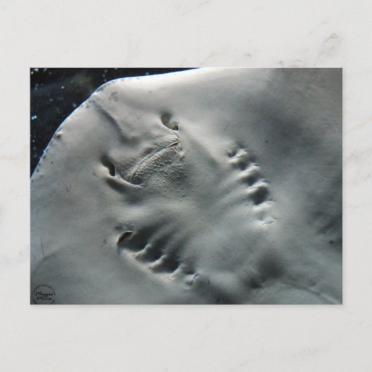 Stingray Postkarte (Vorderseite)