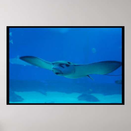 Stingray Schwimmen unter Wasser Poster (Vorne)