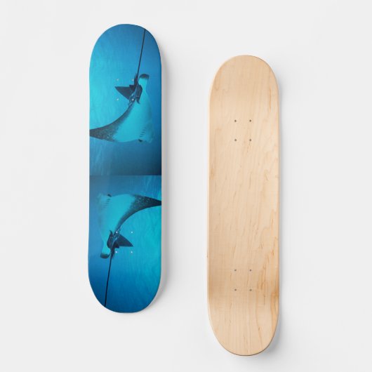 Stingray Skateboard (Vorderseite)