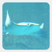 Stingray Stickers (Vorderseite)