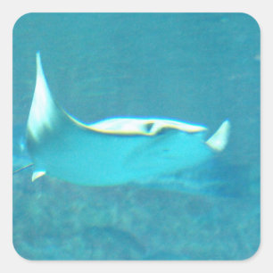 Stingray Stickers