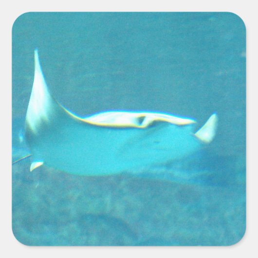 Stingray Stickers (Vorderseite)