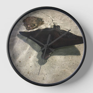 Stingray Uhr