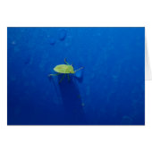 Stink Bug (Vorderseite (Horizontal))