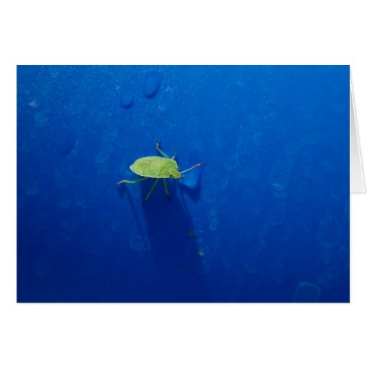 Stink Bug (Vorderseite (Horizontal))