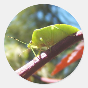 Stink bug 216 ~ Aufkleber
