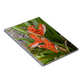 Stinking Iris Orange Seed Pods Foto Notizblock (Rechte Seite)