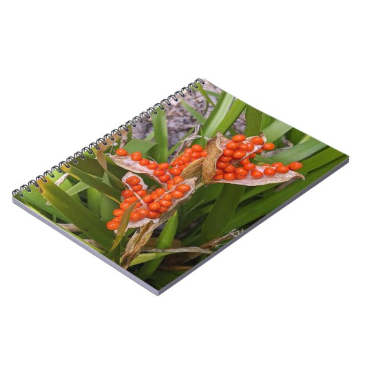 Stinking Iris Orange Seed Pods Foto Notizblock (Linke Seite)