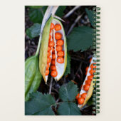 Stinking Iris Seed Pod Foto Notizblock (Rückseite)