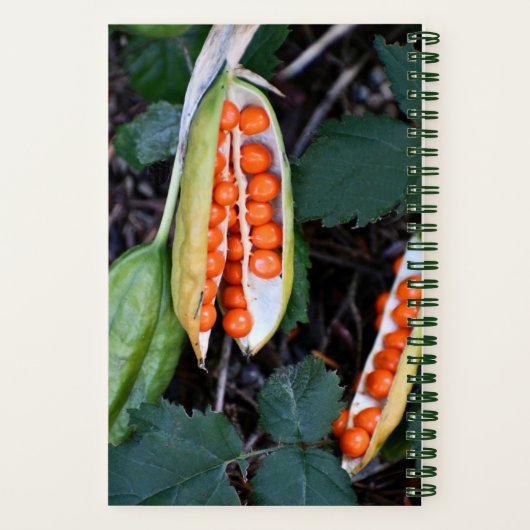 Stinking Iris Seed Pod Foto Notizblock (Rückseite)