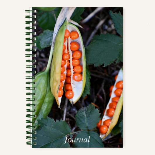 Stinking Iris Seed Pod Foto Notizblock (Vorderseite)