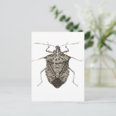 Stinkkäfer Postkarte (Stehend Vorderseite)