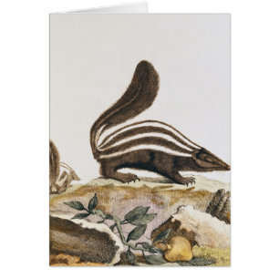 Stinktier, von "Histoire Naturelle" vorbei