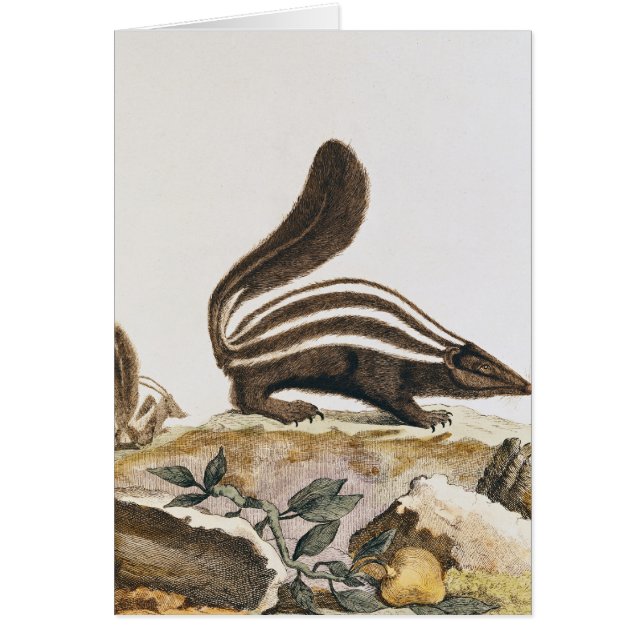 Stinktier, von "Histoire Naturelle" vorbei (Vorne)