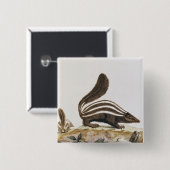 Stinktier, von "Histoire Naturelle" vorbei Button (Vorne & Hinten)