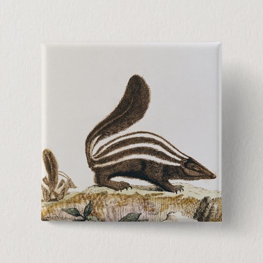 Stinktier, von "Histoire Naturelle" vorbei Button (Vorderseite)